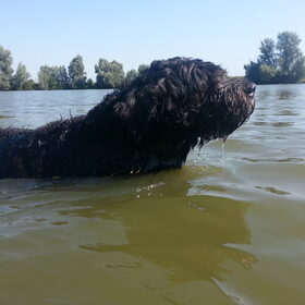 Hondenfoto van Lisanne, Misha, Tessa&Arrow