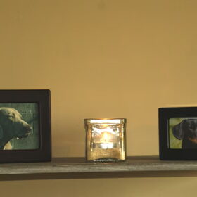 Hondenfoto van Tamara,Kallista & Marcel, Hercule †, Yordi †