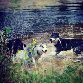Hondenfoto van Anouk & Balou<3