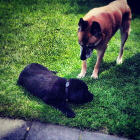 Hondenfoto van Anouk & Balou<3