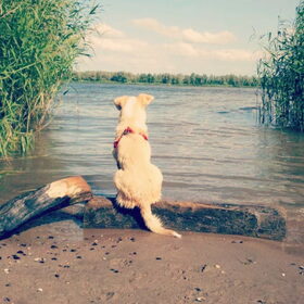 Nova aan het water
