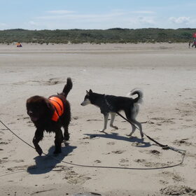 Hondenfoto van Jeanine :)