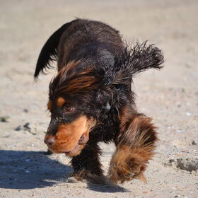 Hondenfoto van  Valérie, Milo en Noa