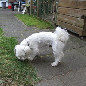 Bliksem de vader van de pups van Sitah