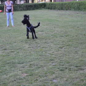 Hondenfoto van T&dogs