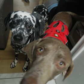 Het Ruffwear-koppel!
