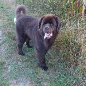 Hondenfoto van Jeanine :)