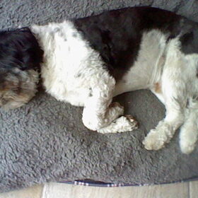 Hondenfoto van floris en wybe