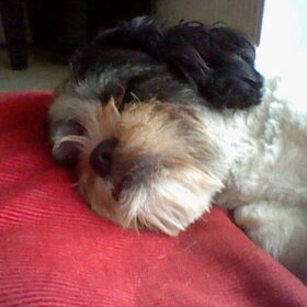 Hondenfoto van floris en wybe