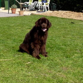 Hondenfoto van Jeanine :)