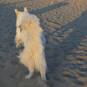 Hondenfoto van T&dogs