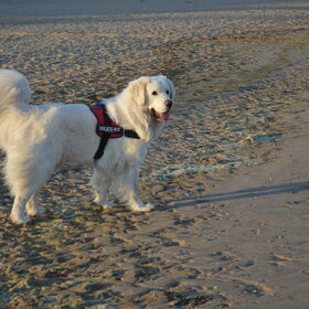 Hondenfoto van T&dogs