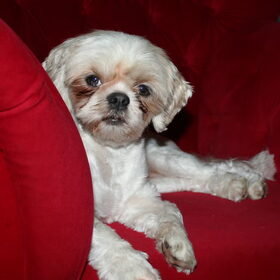 Lieve Ellepel