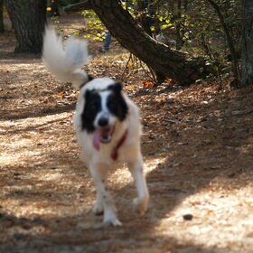 wandeling panbos okt 2009