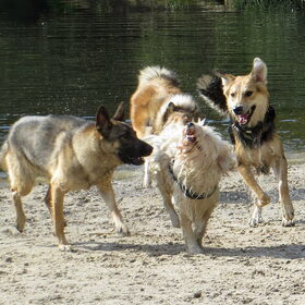 Hondenfoto van Tamara - Abby, Anna, Jamie, Aylin & Suki