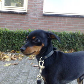 Hondenfoto van Veronique & Spike