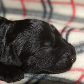 hoby 1 week oud