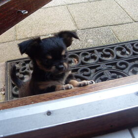 Daisy hier 8 weekjes mijn jongste lieverd