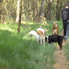 wandelen