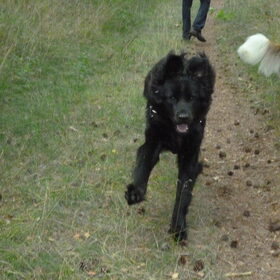 Wandelen