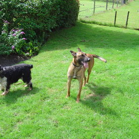 Samen met Rocky, de Cocker