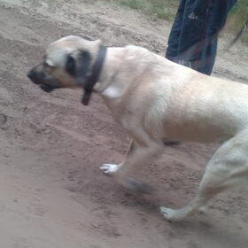 Diesel