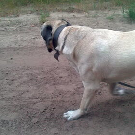 grote lubas :)