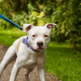 Hondenfoto van Rebecca & Roxy & Bullit