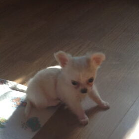 Ons kleine Bibi
