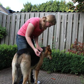Hondenfoto van Inge & Danger