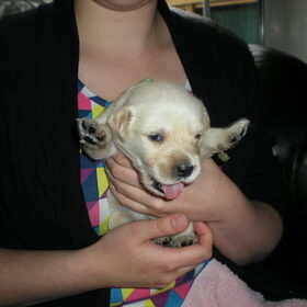 Neefje Balou, 3 weken oud!