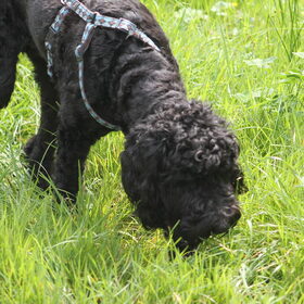 Buddy lekker wandellen en voor het eerst zwemmen