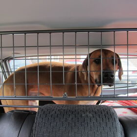 achter zijn 'hek' in de auto