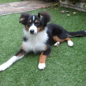 Cody 5 maanden oud.