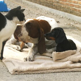 Hondenfoto van Tamara,Kallista & Marcel, Hercule †, Yordi †