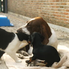 Hondenfoto van Tamara,Kallista & Marcel, Hercule †, Yordi †