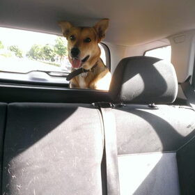 In de auto