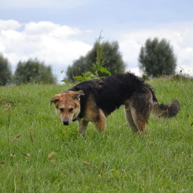 Odi's ''standaardhouding''