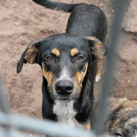 Dierenasiel Veeweyde in Weelde (229)