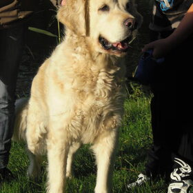 Hondenfoto van Ramona, Benji