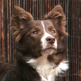Floss Mama van Shasta (als pup)