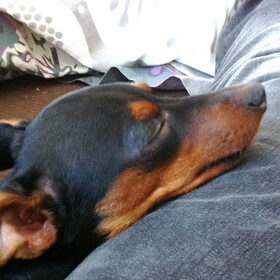 Chico op een luie namiddag (6)