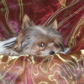 Biewer Yorkshire Terriër "Gina" geboren 31 maart 2008- gestorven…