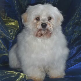 Castor een Maltezer x Lhasa Apso