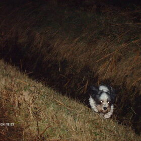 Turbo komt uit een sloot nadat hij een ander hondje zag.