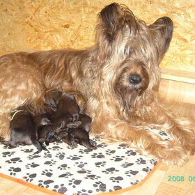 Ik ben Tibeau en ben gelukkig met mijn 5 pupjes