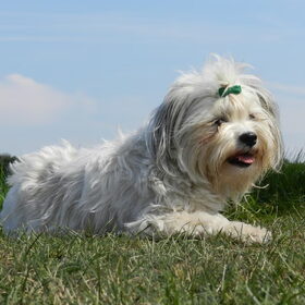 Hondenfoto van Melissa, Dempsey, Taiko, Minos & *Nina*