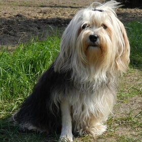 Hondenfoto van Melissa, Dempsey, Taiko, Minos & *Nina*