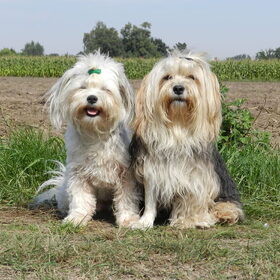 Hondenfoto van Melissa, Dempsey, Taiko, Minos & *Nina*