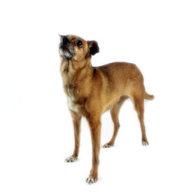 Hondenfoto van Lea ,  Estrella ( † ) en de 6 caafjes.